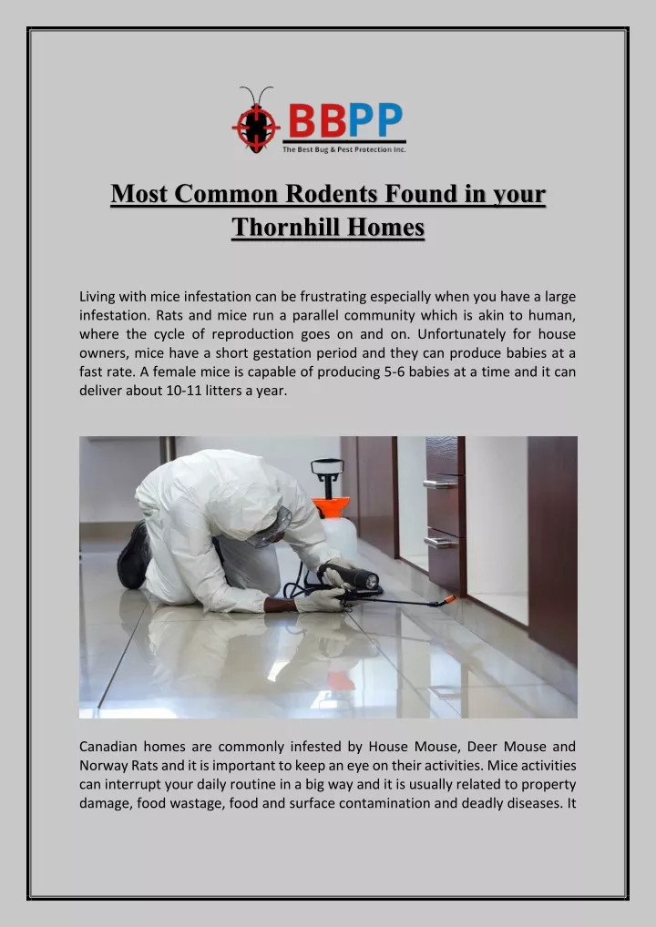 most common rodents found in your thornhill homes