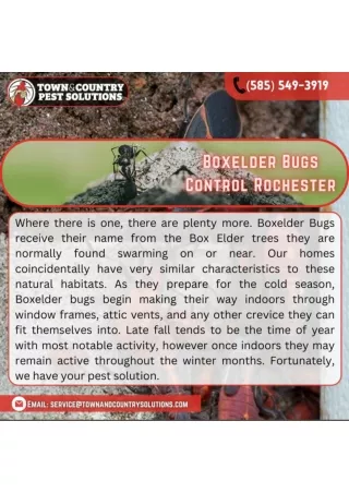 Boxelder Bugs rochester