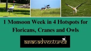 Asian Adventures India | Wildlife Tour Operators In India | Indian Safari Holida
