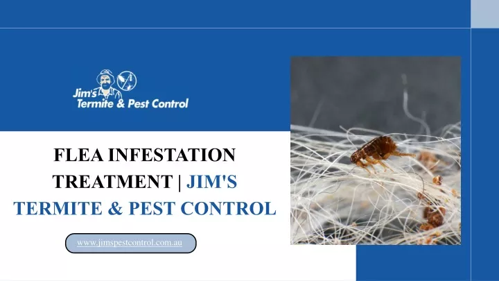 flea infestation treatment jim s termite pest
