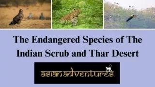 Jhalana Leopard Safari | Rajasthan Willdlife Tour