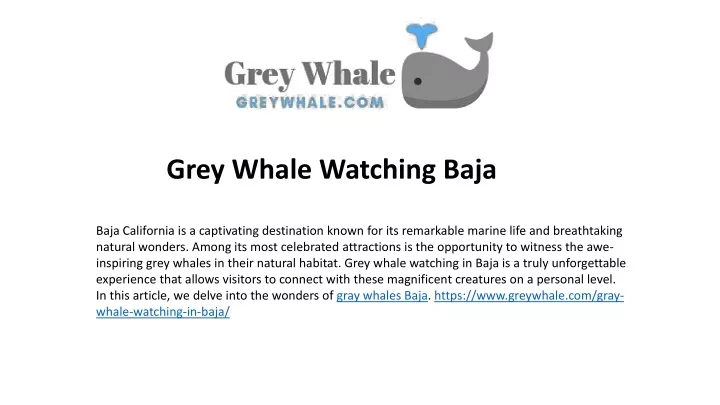 grey whale watching baja