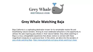 grey whale watching baja