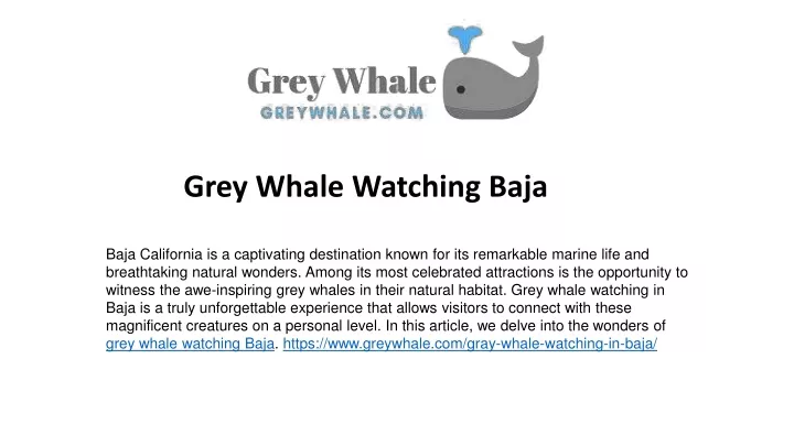 grey whale watching baja