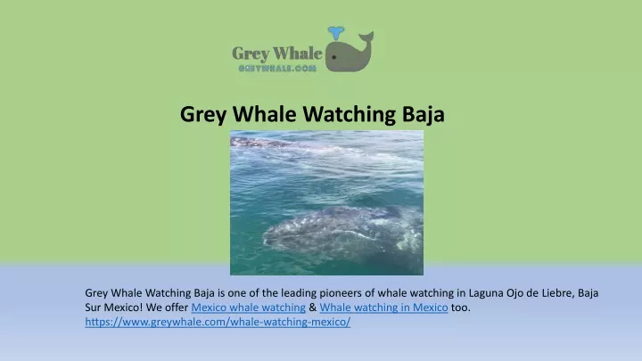 grey whale watching baja