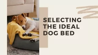 Selecting The Ideal Dog Bed
