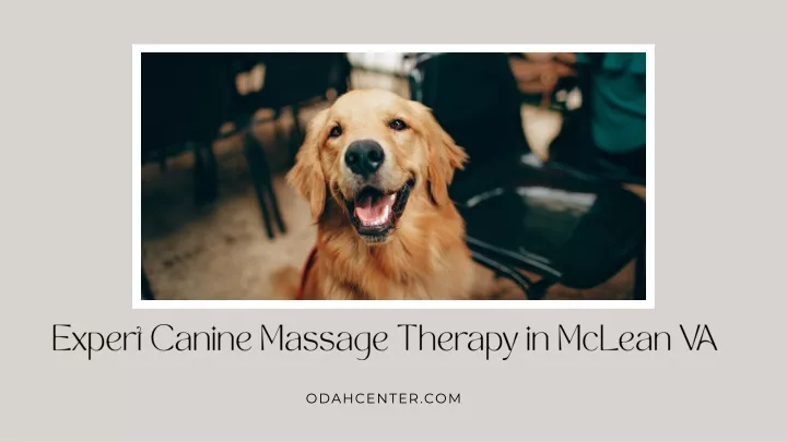 expert canine massage therapy in mclean va
