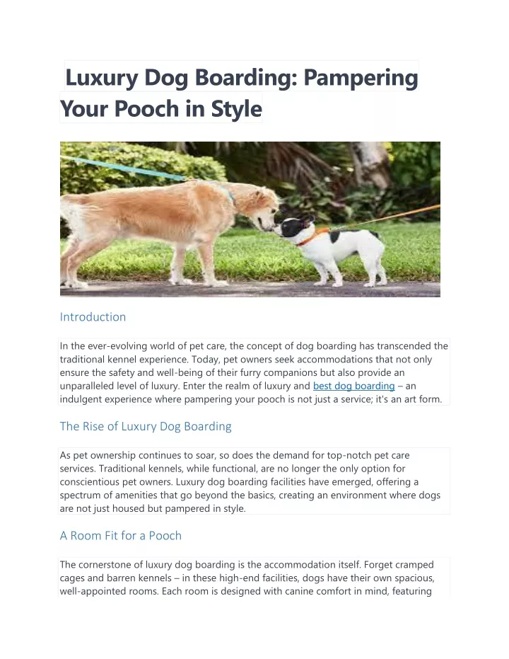 luxury dog boarding pampering your pooch in style