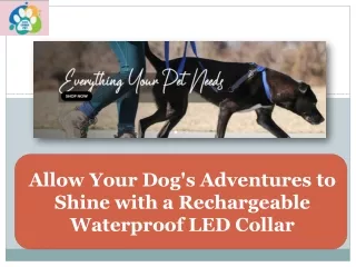 Allow Your Dog's Adventures to Shine with a Rechargeable Waterproof LED Collar.