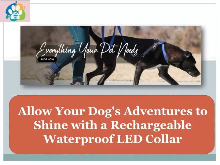 allow your dog s adventures to shine with a rechargeable waterproof led collar