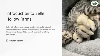 Discover the Adorable Kittens for Sale: Find Your Perfect Feline Companion