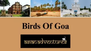 Birding In Goa | Bird Watching Goa India