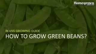 beans growing guide