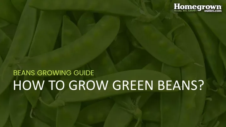 PPT - HOW TO GROW GREEN BEANS PowerPoint Presentation, free download ...