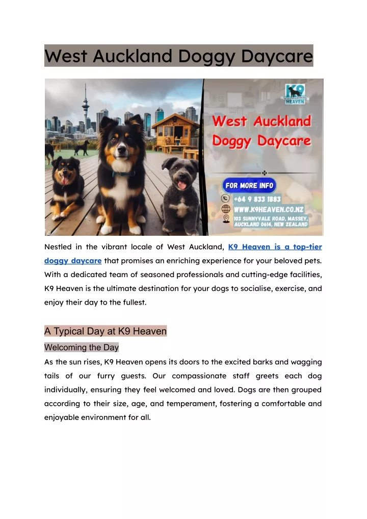 west auckland doggy daycare