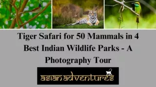 Bandhavgarh Tiger Reserve | Kanha National Park Safari