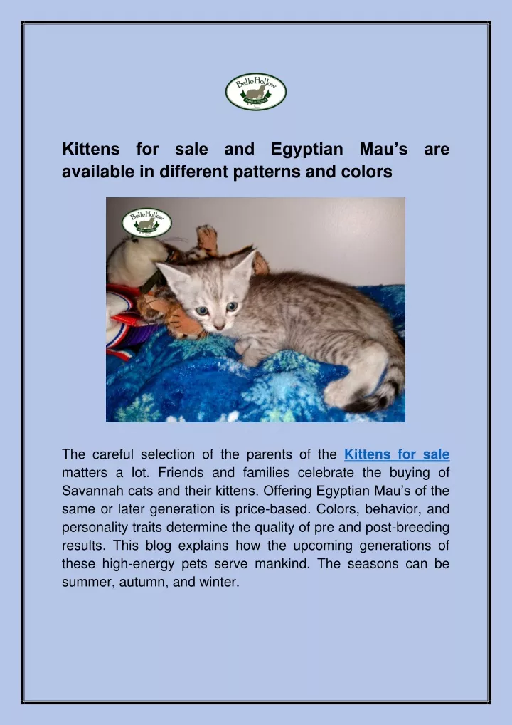 kittens for sale and egyptian mau s are available