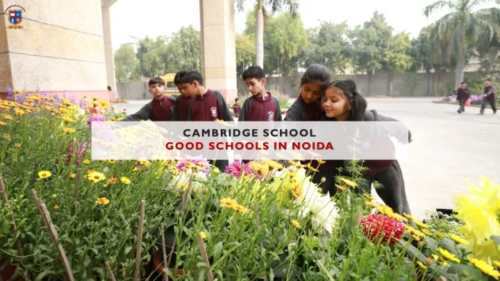 cambridge school good schools in noida