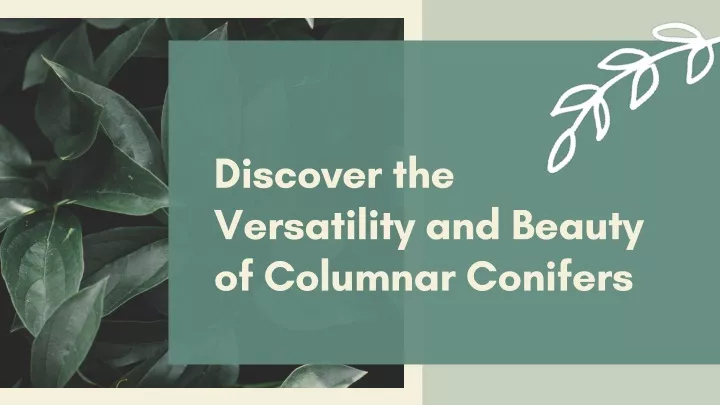discover the versatility and beauty of columnar