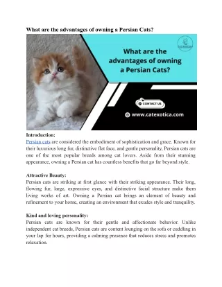 What are the advantages of owning a Persian Cats_Cat Exotica