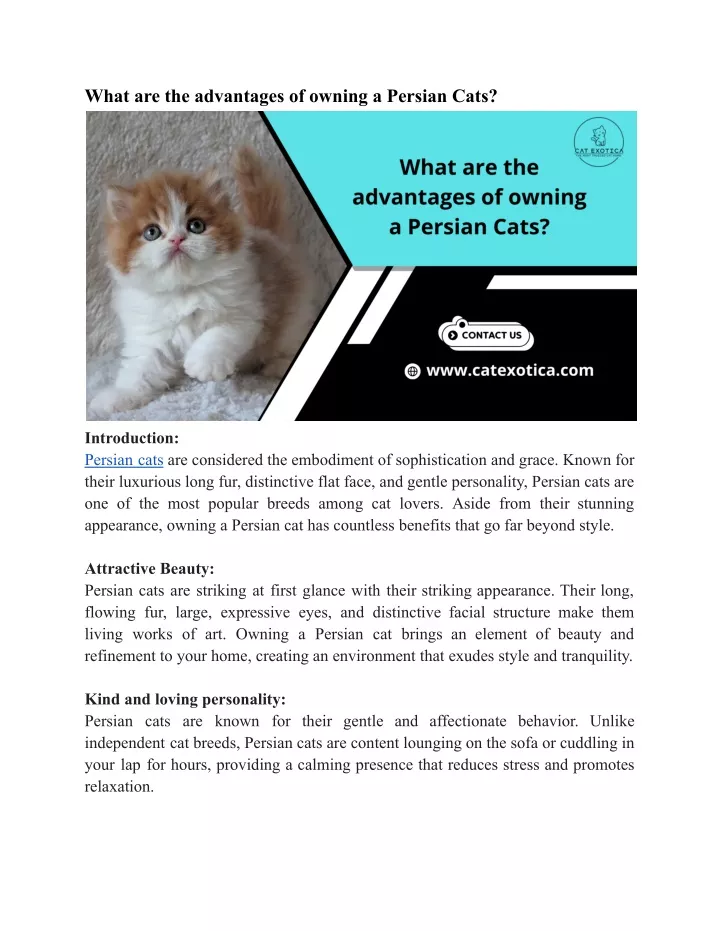 what are the advantages of owning a persian cats