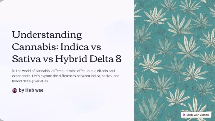 understanding cannabis indica vs sativa vs hybrid