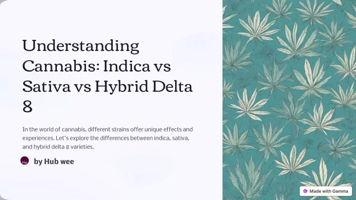 understanding cannabis indica vs sativa vs hybrid
