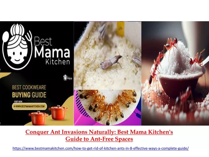 conquer ant invasions naturally best mama kitchen