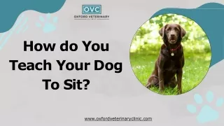 How do You Teach Your Dog To Sit?