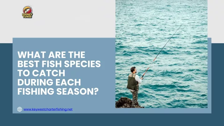 what are the best fish species to catch during