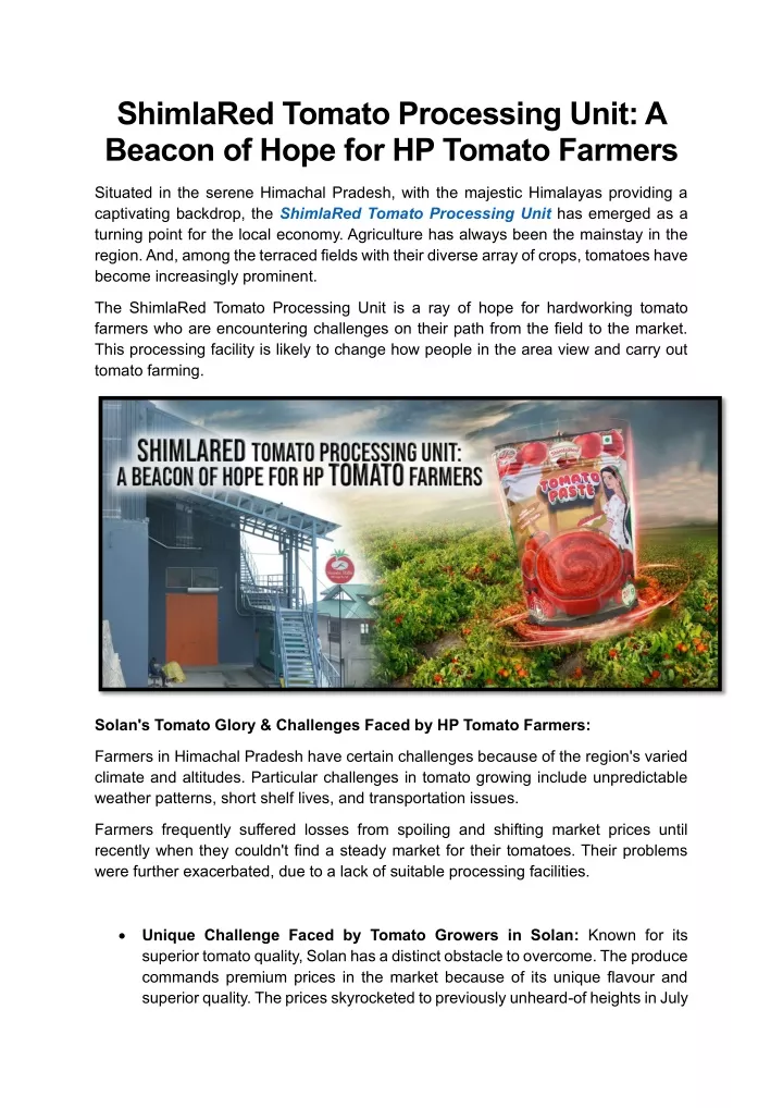 shimlared tomato processing unit a beacon of hope