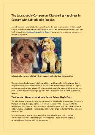 Adorable Labradoodle Puppies Available in Calgary: Find Your Companion