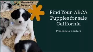 Find Your  ABCA Puppies for sale California