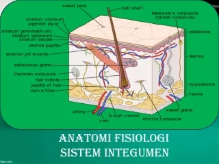 anatomi fisiologi sistem integumen