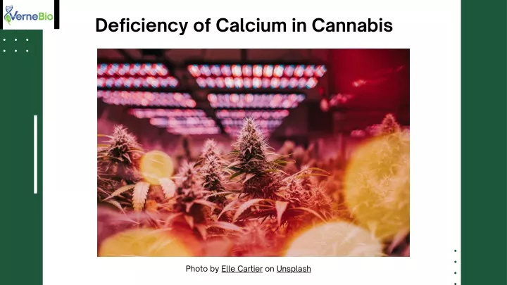 deficiency of calcium in cannabis