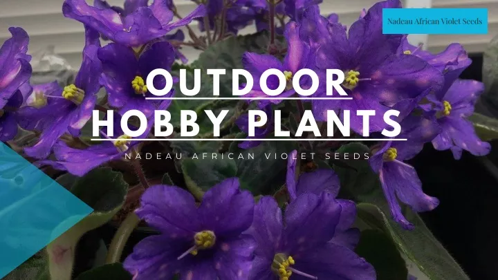 outdoor hobby plants