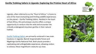 Gorilla Trekking Safaris in Uganda Exploring the Pristine Heart of Africa