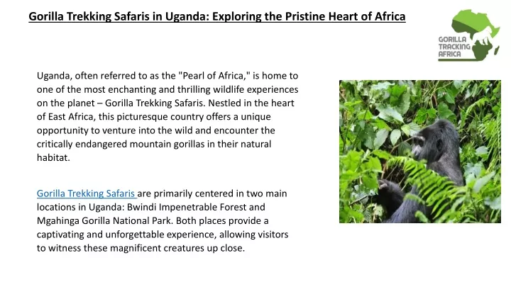 gorilla trekking safaris in uganda exploring