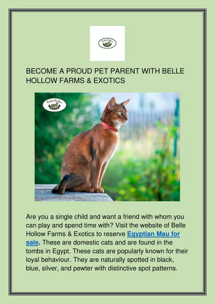 become a proud pet parent with belle hollow farms