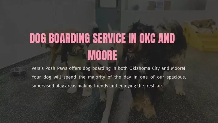 dog boarding service in okc and moore vera s posh