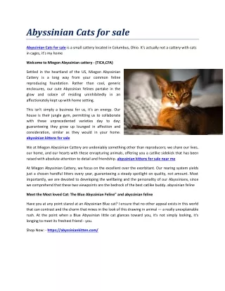 abyssinian cats for sale