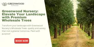Wholesale Tree: A Forest Right at Your Fingertips
