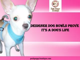 Designer Dog Bowls Prove It's a Dog's Life