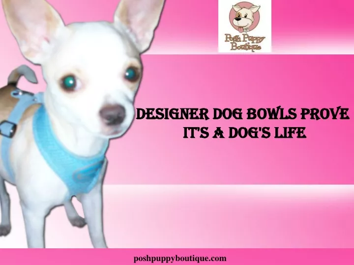 designer dog bowls prove it s a dog s life