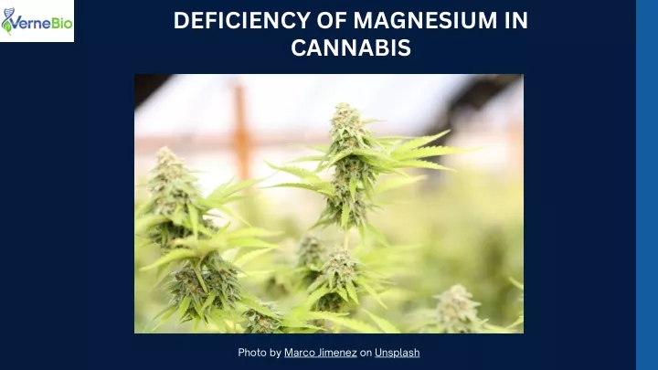 deficiency of magnesium in cannabis