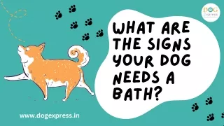 What are the Signs your dog needs a bath