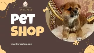 Shiba Inu puppies for sale Singapore