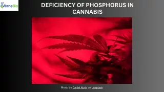 Deficiency of Phosphorus in Cannabis