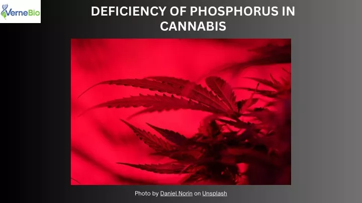 deficiency of phosphorus in cannabis
