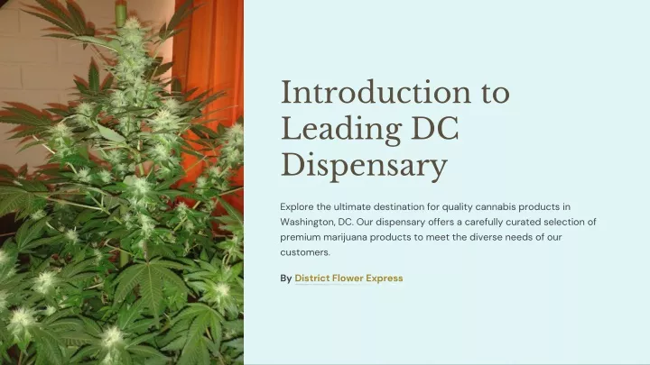 introduction to leading dc dispensary